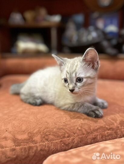 Отдам котенка