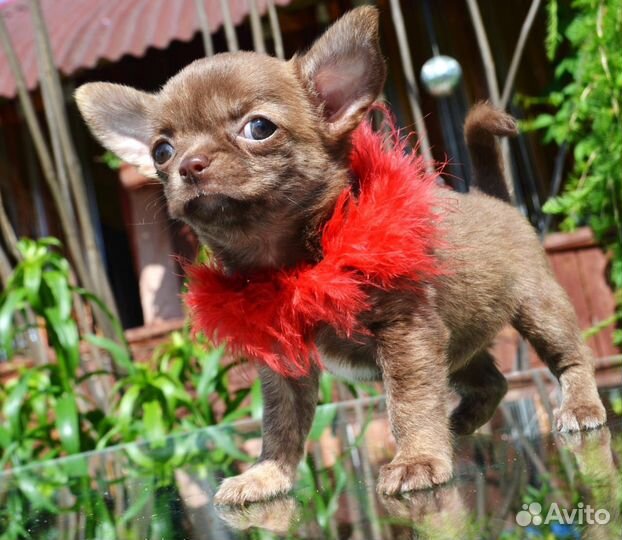 Чихуахуа девочка красотка