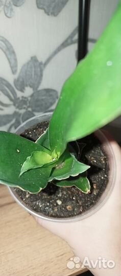 Сансевиерия стар роуз