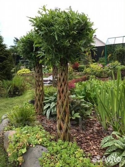 Плетеные деревья из ивы