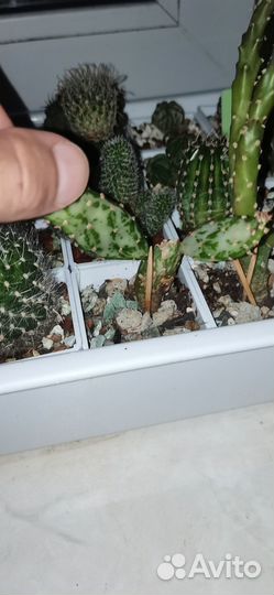 Опунция вариегатная