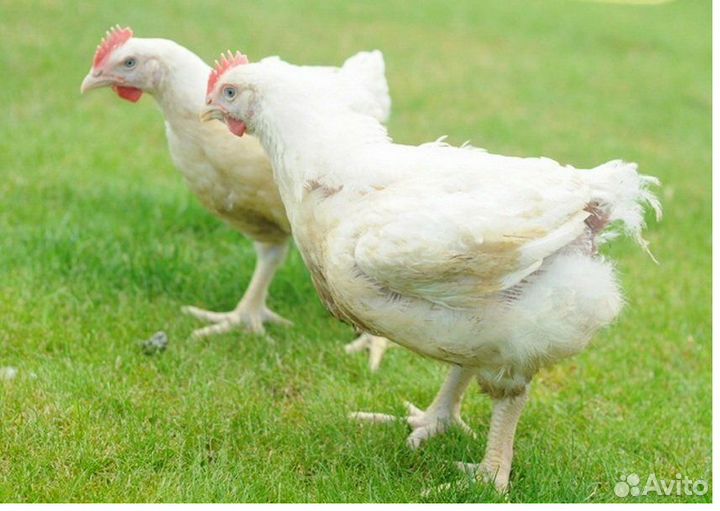 Бройлерные цыплята на мясо с доставкой. Опт