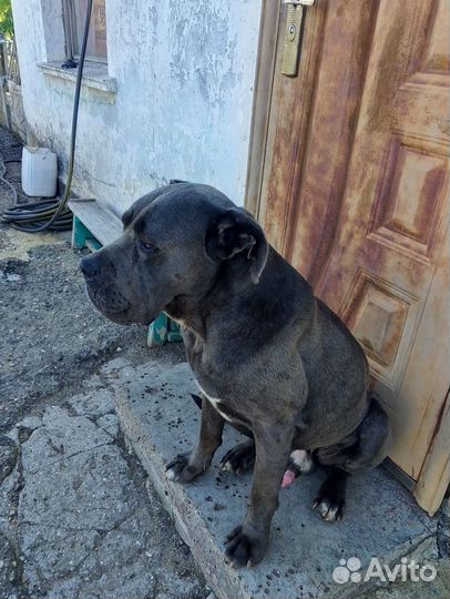 Собака в добрые руки отдам бесплатно