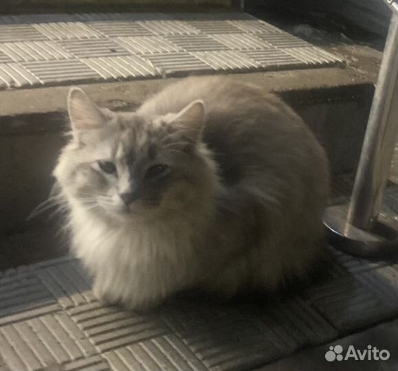 Пристраивается котик