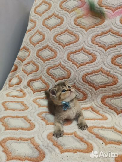 Шотландский кот для вязки