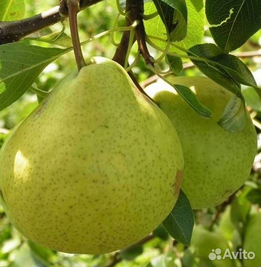 Саженцы груши Августовская Роса