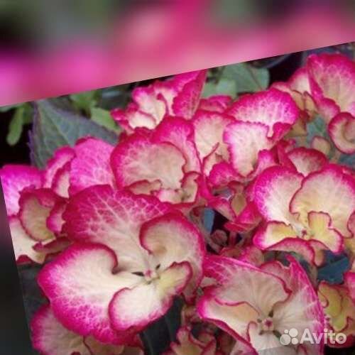 Гортензия крупнолистная саженцы Окская весна