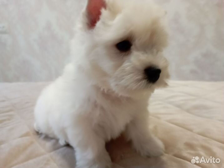 Вест хайленд уайт терьер щенки