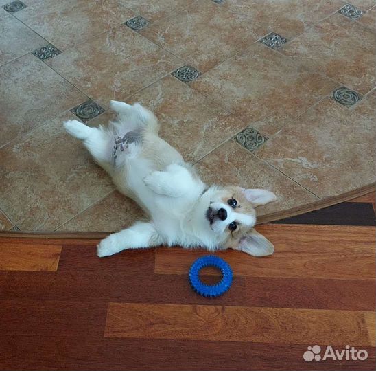 Вельш-корги пемброк мальчик