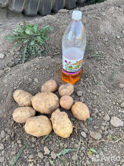 Продам картофель