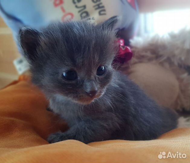 Отдам в добрые руки