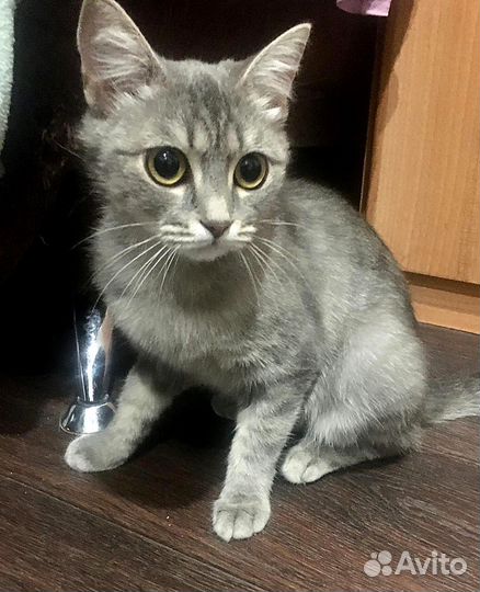 Кошечку Юшу спасти