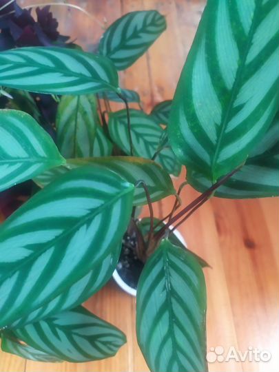 Комнатные цветы