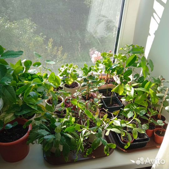 Комнатные растения