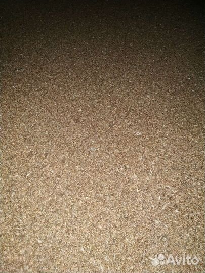 Зерно пшеница