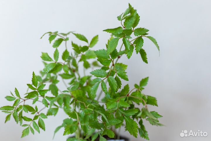 Астильба розовая