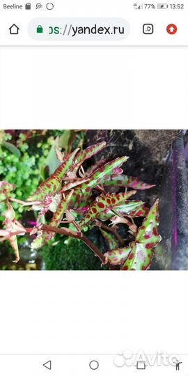 Бегония амфиоксус