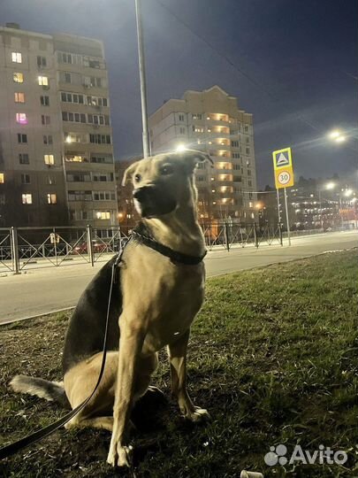 Собака в хорошие руки