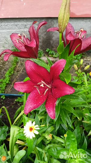 Садовые цветы и растения