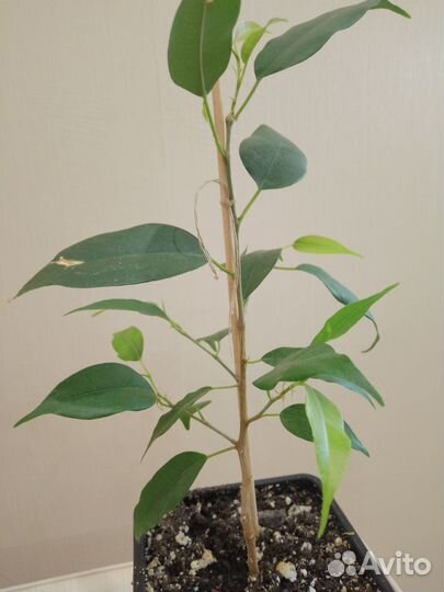 Продам цветы комнатные