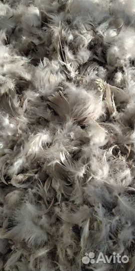 Пух перо гусиное