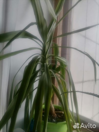 Отдам детки