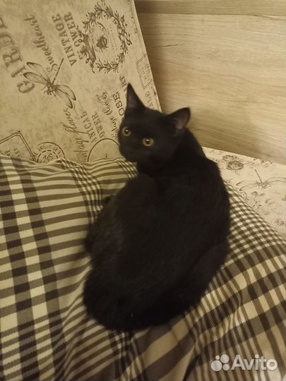 Котëнок