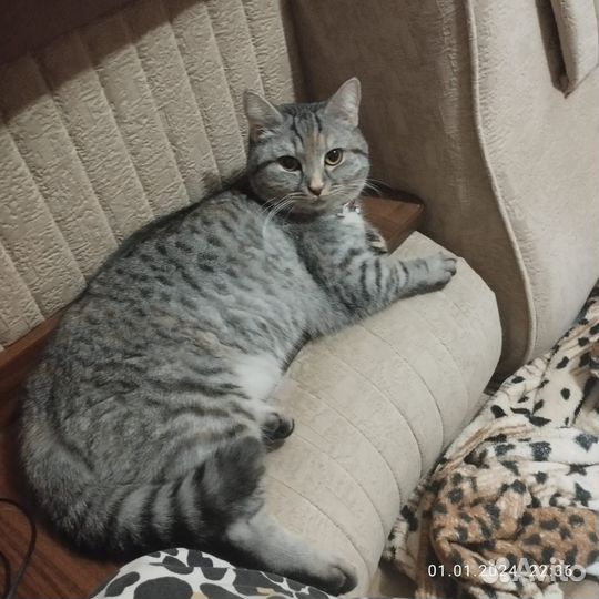 Британские котята