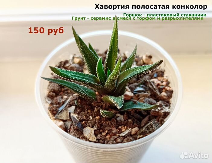 Суккуленты укорененные детки