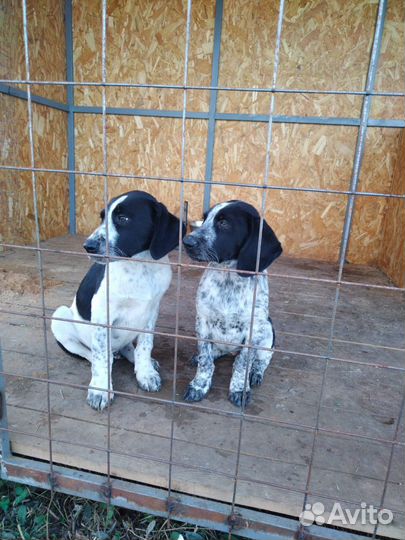 Щенки курцхаара