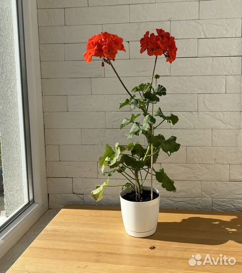 Фуксия ампельная, пеларгония