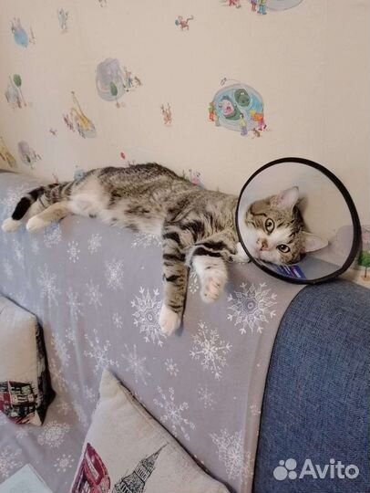 Мраморный кот