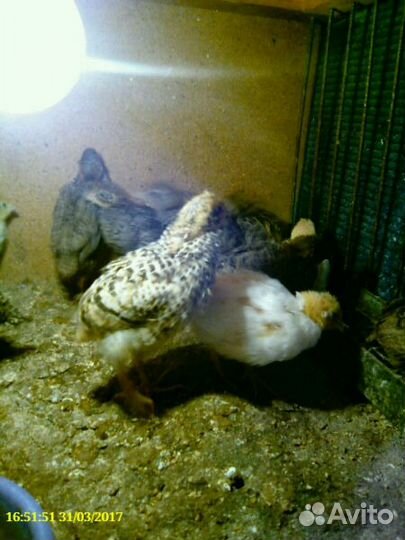 Перепела, яйцо