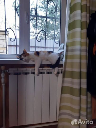 Трехцветная кошечка