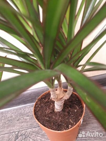 Драцена Маргината