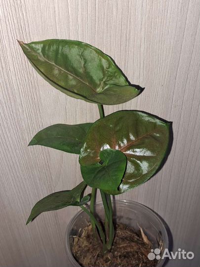 Сингониум Грин Арроу Мутейшен