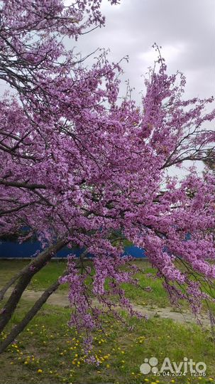Церсис семена