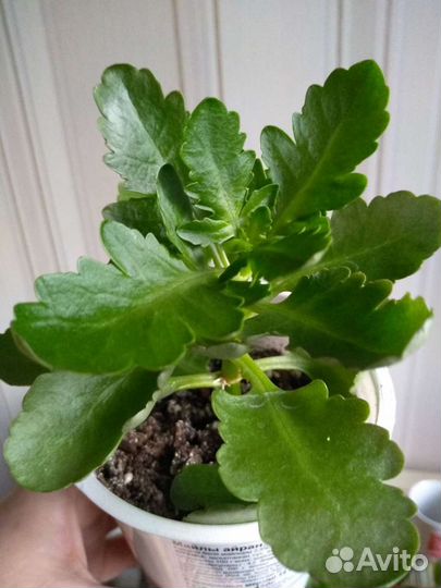 Каланхоэ оранжевого и красного цвета