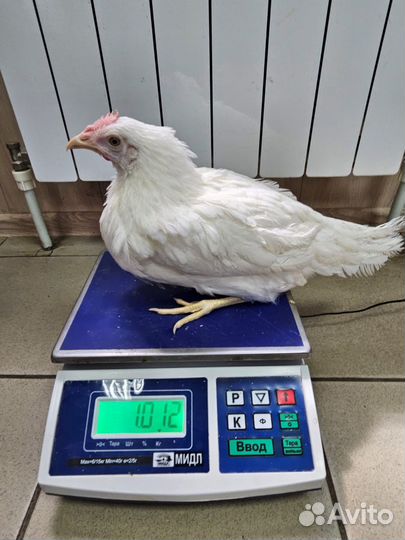 Куры несушки