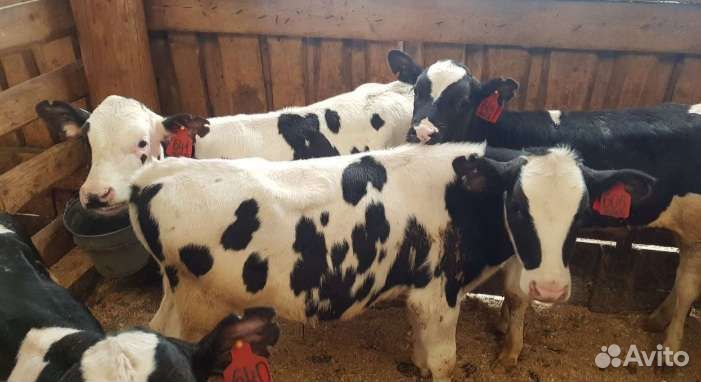 Бычки телята