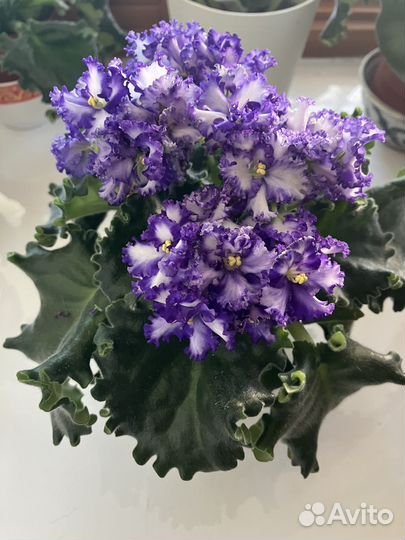 Фиалка в горшках