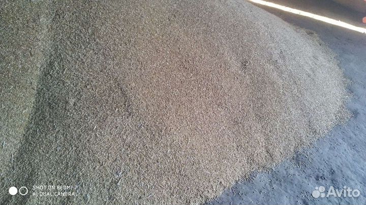 Ячмень, пшеница