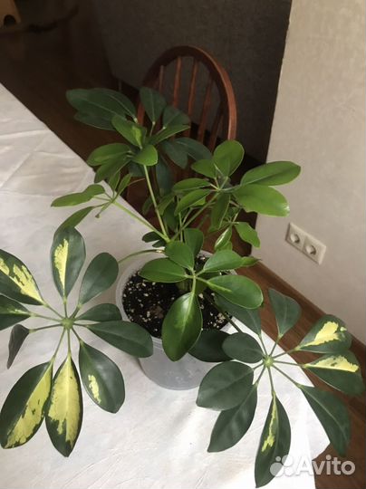 Комнатные цветы