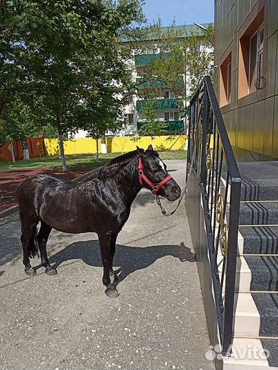 Продам лошадь