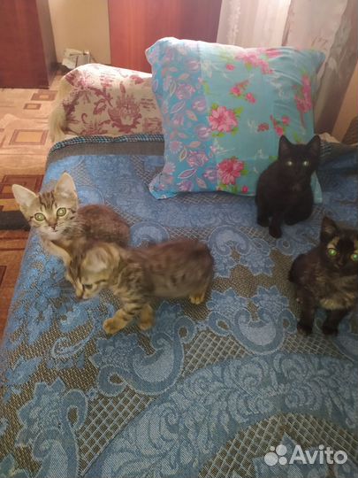 Котята в добрые руки