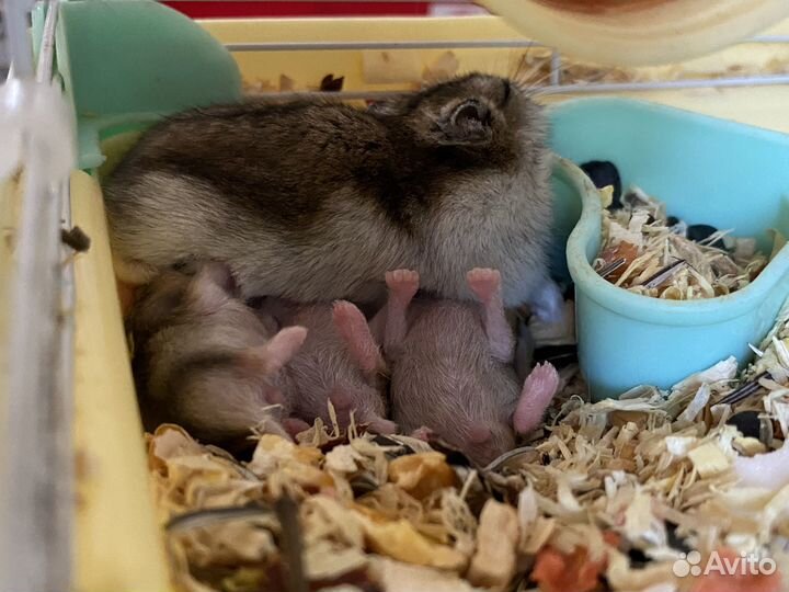 Джунгарский хомяк