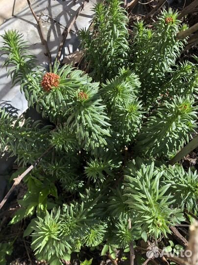 Рябчик, хосты, примулы, ирисы, флоксы, спирея