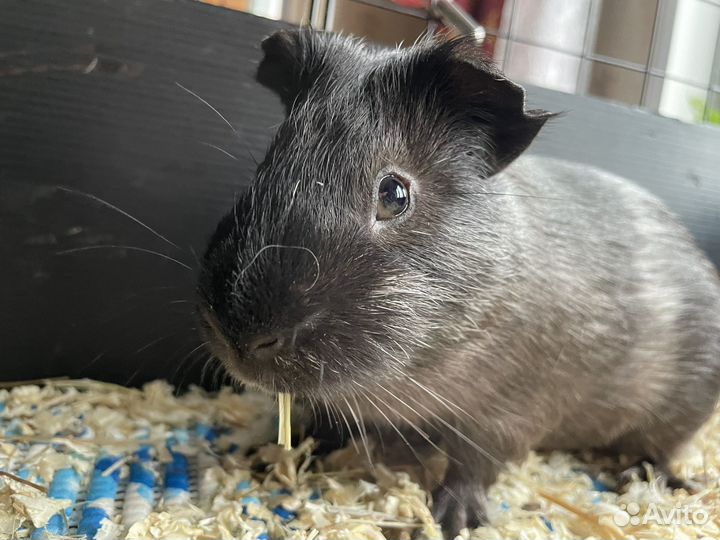 Морские свинки