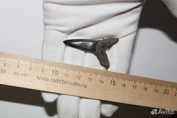 Коллекционные Очень Большие Зубы Древних Акул
