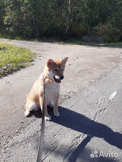 Щенок сиба девочки